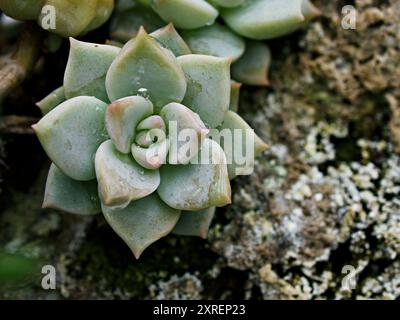 Pianta di cactus macro succulenta, Echeveria elegans, cavolo delle rose, rosette a foglie spesse, Echeveria Apus, petali di rosa a forma di rosa, fiore della famiglia Crassulaceae Foto Stock