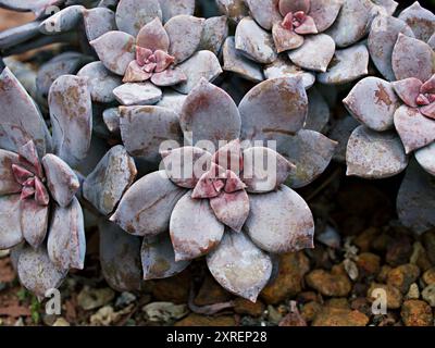 Primo piano piante succulente Graptopetalum paraguayense madre della pianta perlata o pianta fantasma viola, delizia, pentandrum superbum, foschia viola, murasaki, Foto Stock