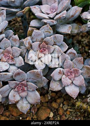 Primo piano piante succulente Graptopetalum paraguayense madre della pianta perlata o pianta fantasma viola, delizia, pentandrum superbum, foschia viola, murasaki, Foto Stock