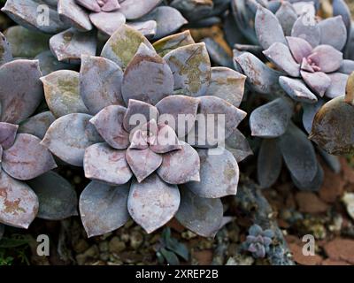 Primo piano piante succulente Graptopetalum paraguayense madre della pianta perlata o pianta fantasma viola, delizia, pentandrum superbum, foschia viola, murasaki, Foto Stock