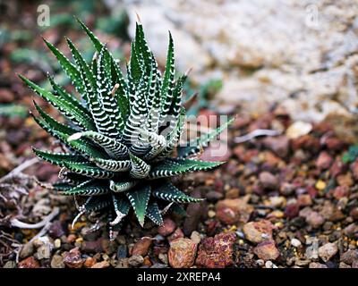 Piante succulente di zebra, aloe vera di Haworthia, piante di perle, cactus di zebra, finestra a stella, aloe di cuscino, Haworthia fasciata il succulento sudafricano è di famiglia Foto Stock