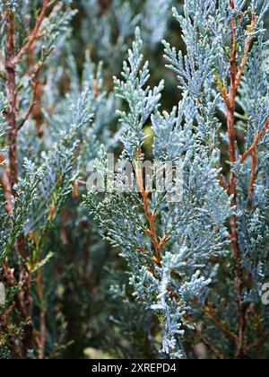 Foglio di Chamaecyparis lawsoniana, Sawara Cypress, Lawson's Cypress, Cupressaceae Foto Stock