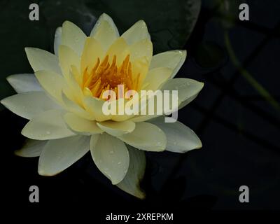 Ninfea Nelumbo nucifera, loto indiano, loto sacro, loto semplice Foto Stock