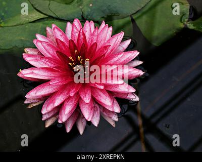 Ninfea nouchali var. Caerulea, piante di loto egiziano, Nymphaeaceae Foto Stock