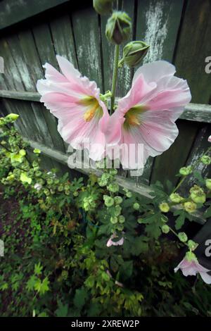 Alcea rosea, fiori e gemme rosa di Hollyhock a luglio Foto Stock