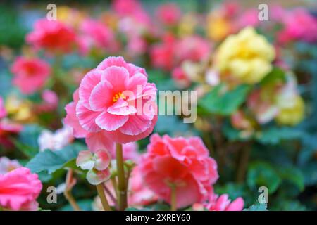 La fotografia ravvicinata cattura la vibrante bellezza delle begonie in fiore nel giardino fiorito Foto Stock