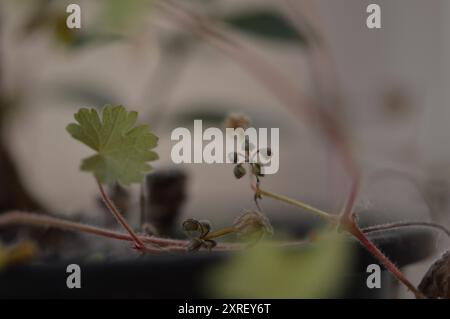 Fotografía macro de distintas hojas y flores Foto Stock