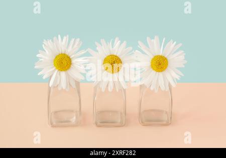 Tre Leucanthemum in vasi di vetro Foto Stock