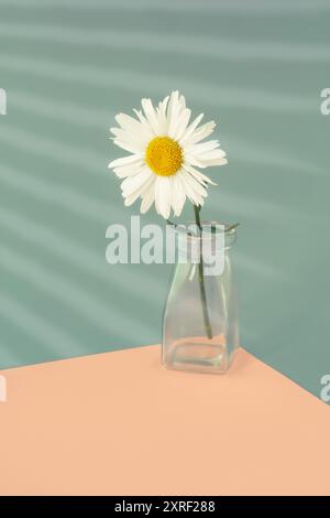 Un Leucanthemum in vaso di vetro Foto Stock