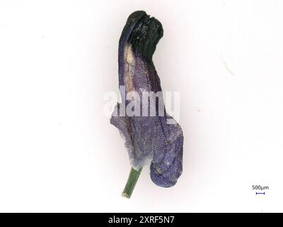 Plantae Fumitorio a fiore denso (Fumaria densiflora) Foto Stock