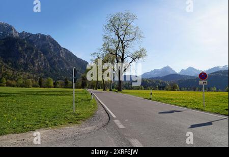 Strada romantica che conduce attraverso i verdi e panoramici prati alpini delle Alpi Bavaresi in una soleggiata serata primaverile (Allgaeu, Schwangau, Baviera Foto Stock