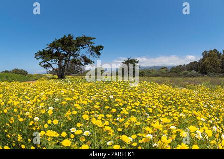 Scopri la bellezza dei fiori selvatici con le nostre splendide foto di scorta su Alamy! Foto Stock