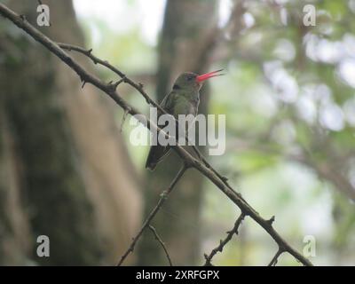 Aves, Hummingbird dorato (Hylocharis chrysura) Foto Stock