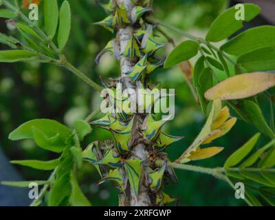 Thorn Treehopper (Umbonia crassicornis) Insecta Foto Stock