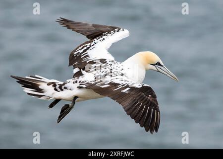 Northern Gannet, Morus bassanus uccello sub adulto in volo RSPB Bempton Cliffs, Yorkshire May Foto Stock