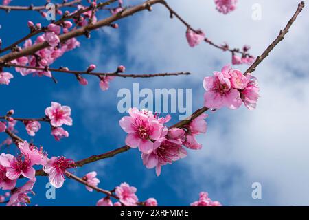 Scopri la bellezza dei fiori selvatici con le nostre splendide foto di scorta su Alamy! Foto Stock