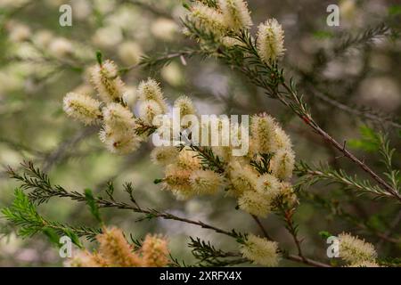 Melaleuca ericifolia (corteccia paludosa) fiori sull'albero in primavera . Myrtaceae Australia Melaleuca o The Australian Tea Tree è uno dei più importanti Foto Stock