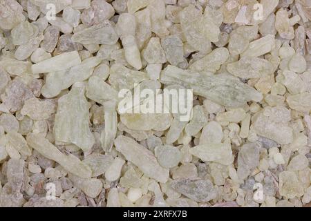 Resina al-Hojari Boswellia sacra di incenso frankincense dell'Oman per uso di fondo Foto Stock