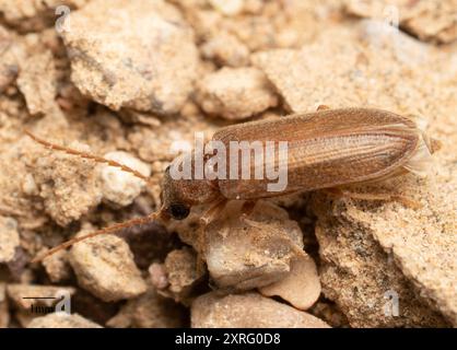 Scarabei vegetali dal corpo molle (Dascillidae) Insecta Foto Stock