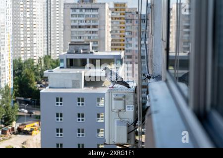 Concrete Jungle Dweller: Un piccione tra grattacieli si trova su un condizionatore d'aria Foto Stock