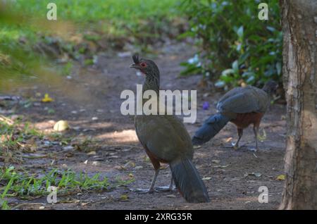 Aves Chachalaca (Ortalis wagleri) con pancia ruvida Foto Stock