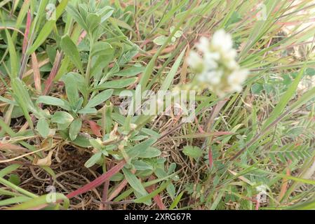 Hoary alyssum (Berteroa incana) Plantae Foto Stock