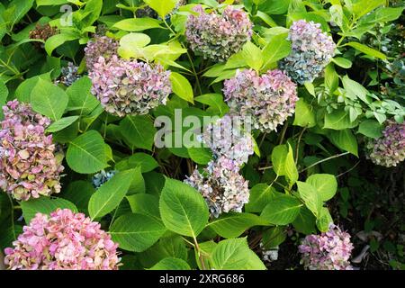 Pianta di fiori di ortensia o albero di flora di hortensia e foglie verdi nel parco pubblico giardino campo di freschezza tropicale di Odaiba per i viaggiatori giapponesi Foto Stock