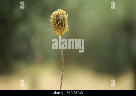 Primo piano di un fiore, carota (Daucus carota) Foto Stock