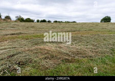 Campo di erba appena tagliata per la produzione del fieno, fine estate, Hampshire, Inghilterra, Regno Unito Foto Stock