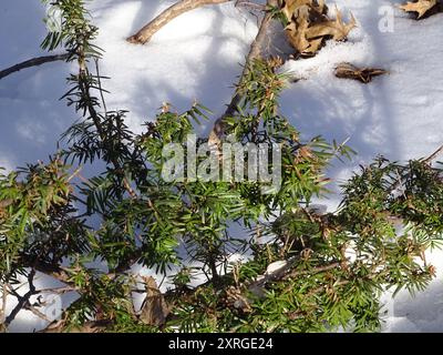 Tasso canadese (Taxus canadensis) Plantae Foto Stock