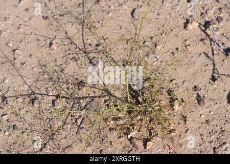 Little Desert Trumpet (Eriogonum trichope) Plantae Foto Stock
