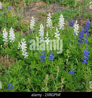 Sandyland Bluebonnet (Lupinus subcarnosus) Plantae Foto Stock