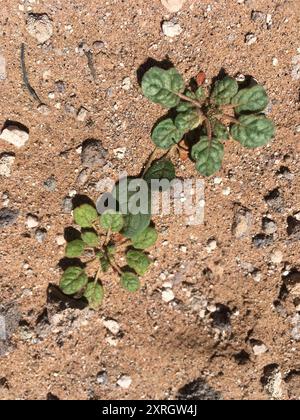 Little Desert Trumpet (Eriogonum trichope) Plantae Foto Stock