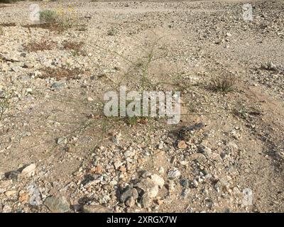 Little Desert Trumpet (Eriogonum trichope) Plantae Foto Stock
