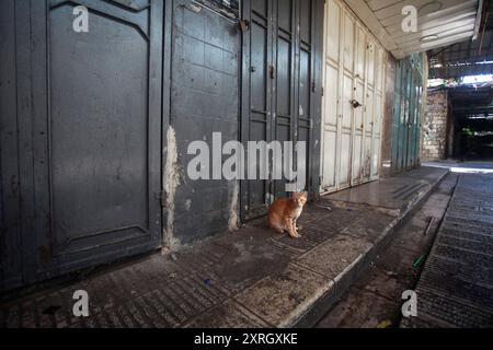 Un gatto visto attraverso un'area commerciale deserta a Nablus nella Cisgiordania occupata da Israele durante uno sciopero generale in seguito all'assassinio del capo del gruppo militante palestinese di Hamas, in Iran durante la notte. Area commerciale deserta per una chiamata della fazione palestinese. Le fazioni palestinesi chiedono uno sciopero generale e marcia il 31 luglio per protestare contro l'uccisione del leader politico di Hamas Ismail Haniyeh in un attacco aereo a Teheran. Foto Stock