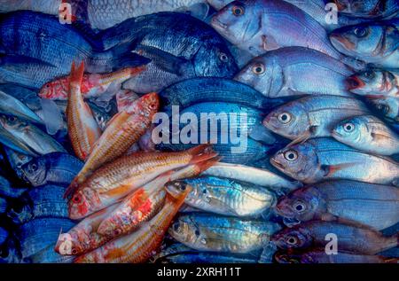 Portimao, Algarve, Portogallo. Pesce fresco esposto al mercato Foto Stock