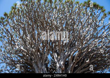 Primo piano dei rami dell'albero del "Drago Milenario" Foto Stock