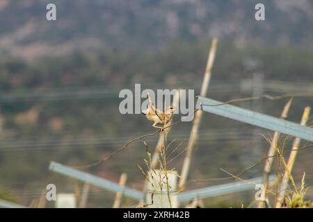 Uccello dalla coda ruvida appollaiato su un cavo in un vigneto. Scrub robin, Cercotrichas galactotes. Foto Stock