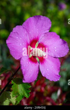 Hibiscus 'Walberton's Rose Moon' un arbusto robusto con grandi fiori rosa e viola a fine estate. Foto Stock