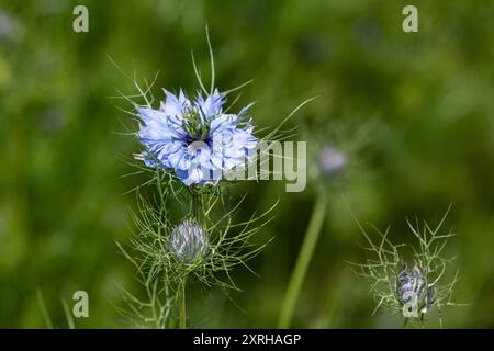 Macroscopio di un fiore di cumino nero (Nigella sativa) in fiore Foto Stock
