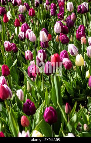 Letto di tulipani colorati Foto Stock