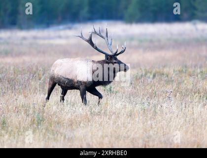 Alce di toro delle Montagne Rocciose (Cervus canadensis nelsoni) durante il periodo autunnale, parco nazionale di Yellowstone, Wyoming, Nord America Foto Stock