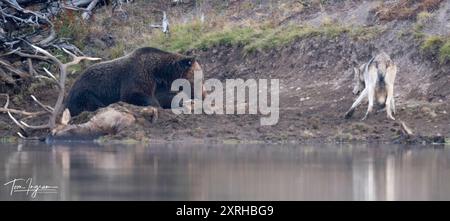 L'orso grizzly 791 (Ursus arctos horribilis) si staglia sopra l'alce toro delle Montagne Rocciose uccidendo con il lupo grigio del branco di Wapiti, nel Parco Nazionale di Yellowstone Foto Stock