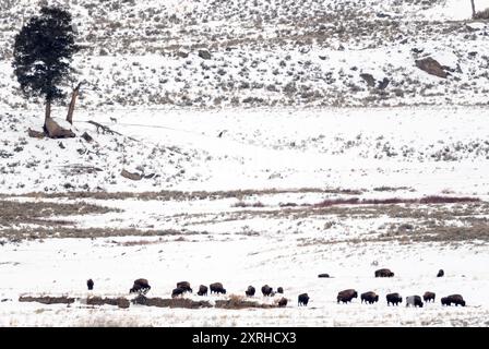 Gray Wolf (Canis lupus) Junction Butte nel loro rifugio, Yellowstone National Park, Wyoming Foto Stock