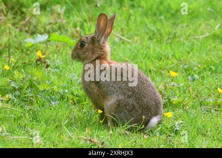 Giovane coniglio selvatico in campo Foto Stock