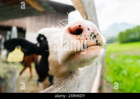 Young Cow Calf Snout con macchie bianche e nere che raggiungono la recinzione della Fattoria verso una mano Foto Stock