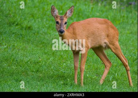 Capreolus capreolus capriolo europeo femmina su un campo. Contatto visivo. Foto Stock