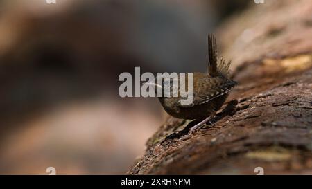 Trogloditi trogloditi, noti anche come Eurasian wren, arroccati sul tronco della foresta. Piccolo uccello della repubblica Ceca. Foto Stock