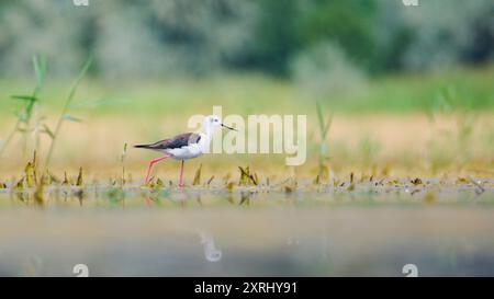 Himantopus himantopus, noto anche come Stilt con le ali nere, cammina nella palude. Divertente uccello Wader con lunghe gambe rosse. Zicksee, Austria. Foto Stock