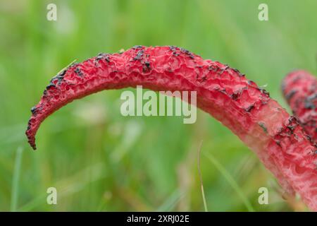 Fungo molto puzzolente Clathrus archeri, noto anche come corno di polpo con tentacoli rossi. Insetto che attira la puzza. Sembra alieno. Foto Stock